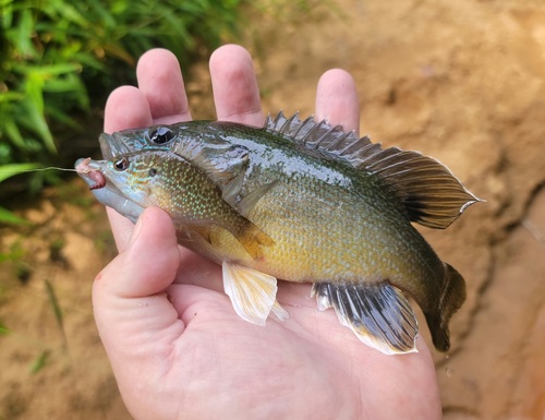 Green sunfish (Lepomis cyanellus) — Centrarchidae — 2