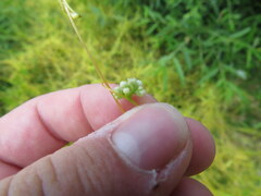 Cuscuta cuspidata