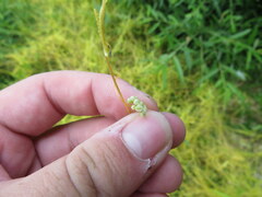 Cuscuta cuspidata