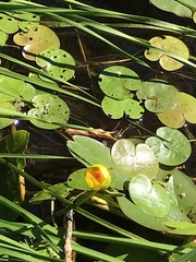 Nuphar microphylla