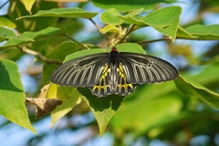 Troides aeacus formosanus