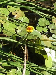 Nuphar microphylla