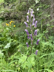 Aconitum moldavicum