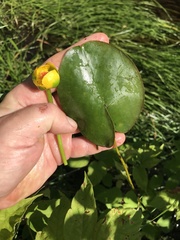 Nuphar microphylla