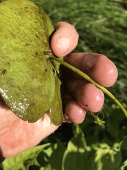 Nuphar microphylla