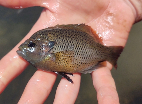 Spotted sunfish (Lepomis punctatus) — Centrarchidae — 3