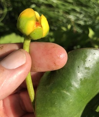 Nuphar microphylla