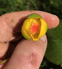 Nuphar microphylla