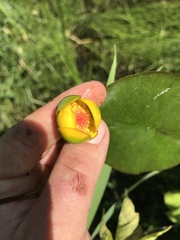 Nuphar microphylla