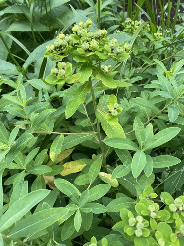 Euphorbia sojakii