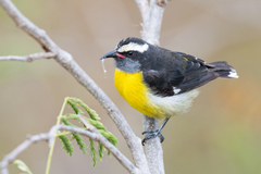 Coereba flaveola sanctithomae