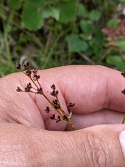 Juncus acutiflorus