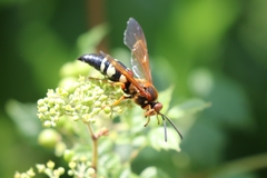 Sphecius speciosus