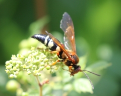 Sphecius speciosus