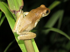 Trachycephalus typhonius