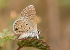 Hemiargus hanno hanno
