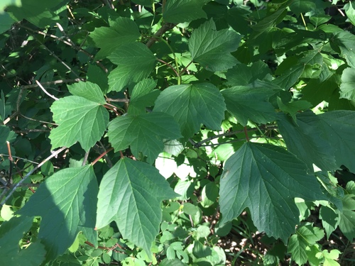 Viburnum trilobum