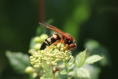 Sphecius speciosus