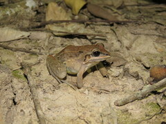 Leptodactylus fuscus