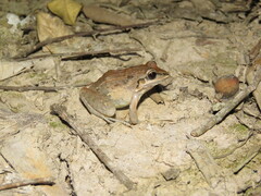 Leptodactylus fuscus