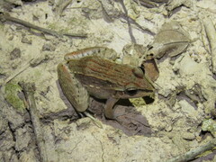 Leptodactylus fuscus