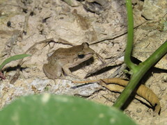 Leptodactylus leptodactyloides