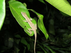 Anolis fuscoauratus