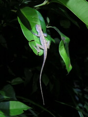 Anolis fuscoauratus