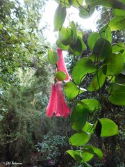 Lapageria rosea