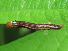 Papaipema cataphracta