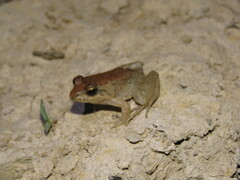 Leptodactylus