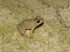 Leptodactylus