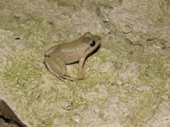 Leptodactylus