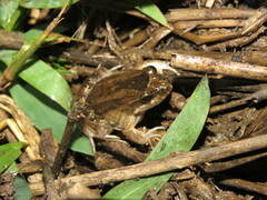 Leptodactylus petersii