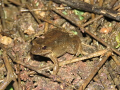 Leptodactylus petersii