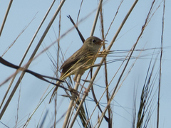 Cisticola exilis