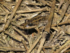 Leptodactylus fuscus