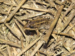 Leptodactylus fuscus