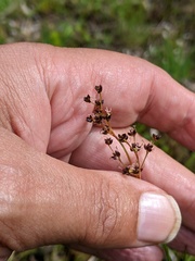 Juncus acutiflorus