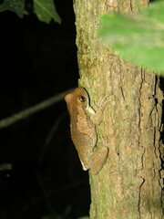 Trachycephalus typhonius