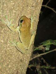 Trachycephalus typhonius