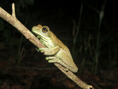 Trachycephalus typhonius