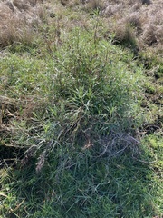 Senecio brasiliensis
