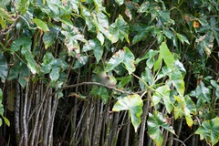 Montrichardia arborescens