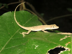 Anolis fuscoauratus
