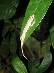Anolis fuscoauratus