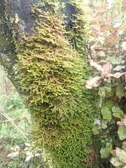 Porella amoena