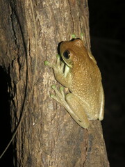 Trachycephalus typhonius