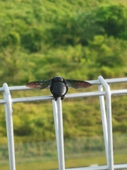 Xylocopa latipes