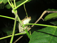 Trachycephalus typhonius